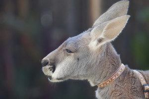 (Photo) Kangaroo