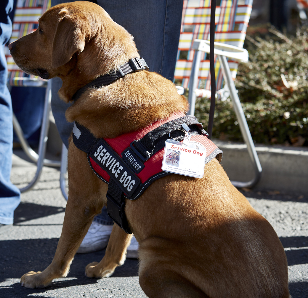 can a hotel ask for service dog papers