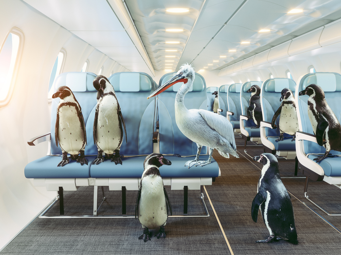 penguins and pelican   in the airplane cabin.